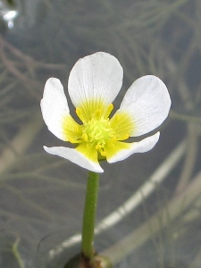 Ranunculus aquatilis